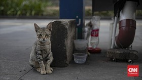 Negara dengan populasi kucing terbanyak di dunia.