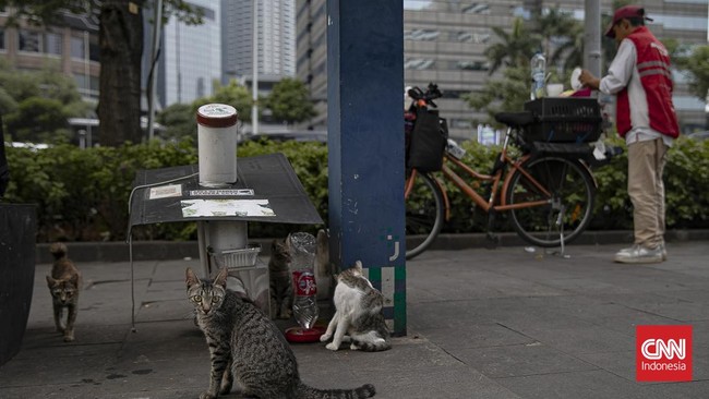 Mengayuh Kebaikan untuk Kucing Jalanan