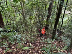 Anjing Pelacak Dilibatkan Cari Pendaki Hilang di Gunung Seulawah