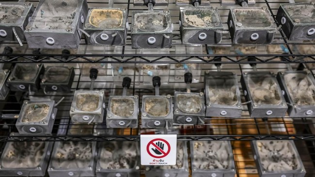 Glass enclosures housing ant colonies are displayed for sale at the Ant Keeping cafe in Bangkok, Thailand, May 29, 2026. REUTERS/Chalinee Thirasupa