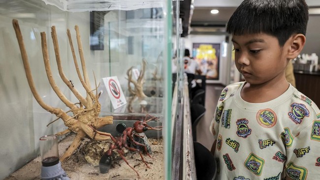 Hameez Phoprasat, 6, observes ant colonies during his visit to the Ant Keeping cafe in Bangkok, Thailand, May 29, 2026. REUTERS/Chalinee Thirasupa