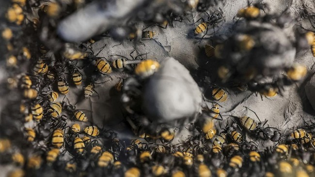 Ants inside a glass enclosure at the Ant Keeping Cafe in Bangkok, Thailand, May 29, 2026. REUTERS/Chalinee Thirasupa.