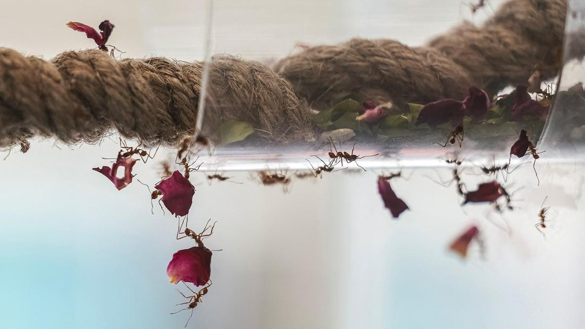 Worker ants carry flower petals along a rope inside a glass enclosure at the Ant Keeping cafe in Bangkok, Thailand, May 29, 2026. REUTERS/Chalinee Thirasupa