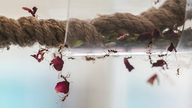 Worker ants carry flower petals along a rope inside a glass enclosure at the Ant Keeping cafe in Bangkok, Thailand, May 29, 2026. REUTERS/Chalinee Thirasupa
