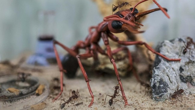 Ants crawl around a large ant model, inside a glass enclosure at the Ant Keeping cafe in Bangkok, Thailand, May 29, 2026. REUTERS/Chalinee Thirasupa