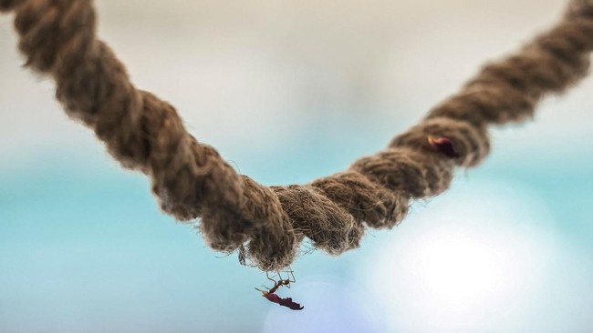 A worker ant carries a flower petal along a rope inside a glass enclosure at the Ant Keeping cafe in Bangkok, Thailand, May 29, 2026.