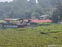 Fakta Sungai Citarum Jadi Hamparan Hijau