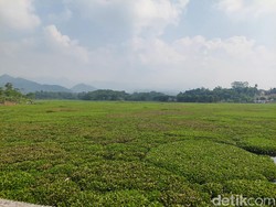 Sungai Citarum yang Hilang Ditelan Hamparan Eceng Gondok