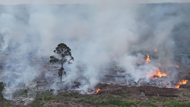 Kebakaran Hutan dan Lahan di Nagan Raya