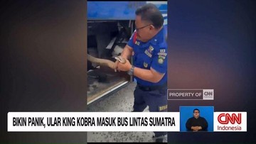 VIDEO: King Kobra Masuk Bus Lintas Sumatra, Penumpang Panik