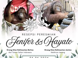 Kisah Jennifer Orang Utan Kalimantan Ketemu Jodoh di Jepang, Resepsi Hari Ini