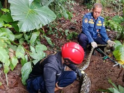 Ular Sanca Masuk Kandang di Ciamis, Ayam Jadi Santapan