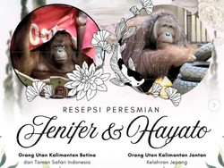 Orang Utan Jennifer dan Hayato Bersanding di Jepang, Resepsi Digelar Besok