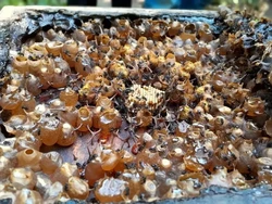 Peneliti BRIN Temukan Madu dengan Potensi Antikanker dan Pengendali Gula Darah!