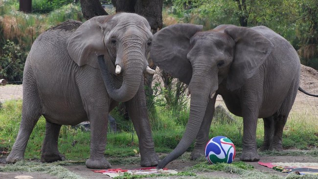 Elephants called Kenya and Ashanti, both 40 years old, interact with objects representing Mexico and South Africa during an event where animals are used to