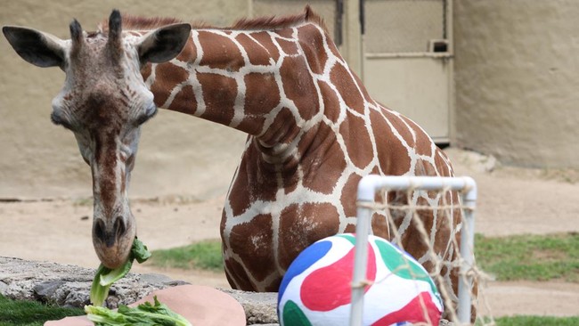 Juana, a 10-year-old giraffe, interacts with objects during an event where animals are used to