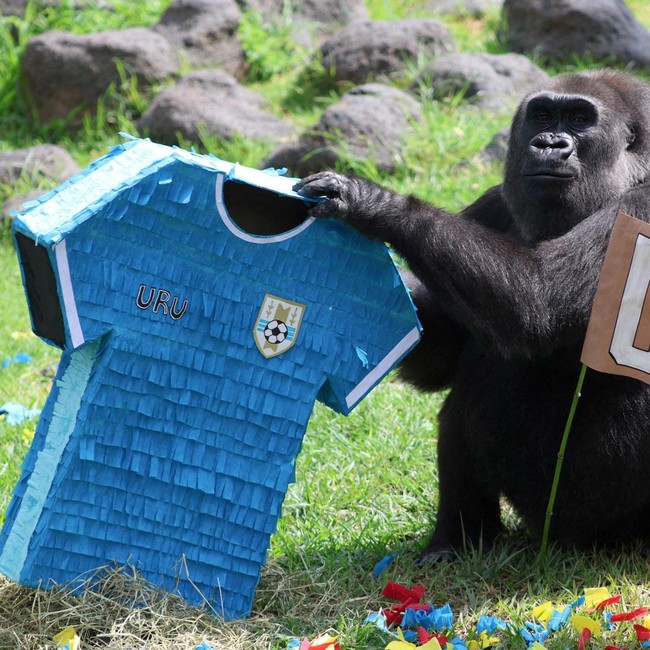 Chencha, a 39-year-old gorilla, interacts with objects representing Uruguay and Spain during an event where animals are used to “predict” the result of the upcoming 2026 World Cup match at a zoo in Guadalajara, Mexico, June 5, 2026. REUTERS/Miche