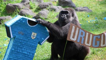 Chencha, a 39-year-old gorilla, interacts with objects representing Uruguay and Spain during an event where animals are used to “predict” the result of the upcoming 2026 World Cup match at a zoo in Guadalajara, Mexico, June 5, 2026. REUTERS/Miche