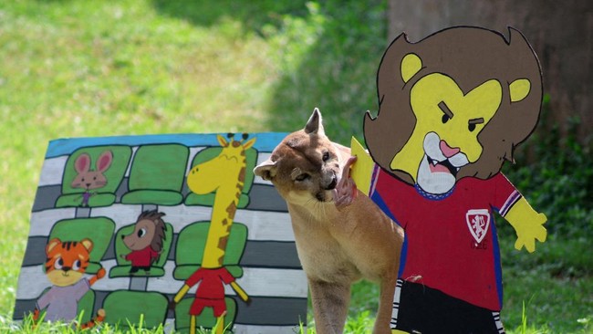 Muluk, a 14-year-old puma, interacts with objects representing Czech Republic and South Korea during an event where animals are used to