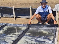 Menengok Produksi Garam Tradisional Palungan Desa Les Bali