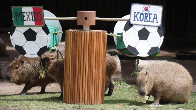 Capybaras interact with objects representing Mexico and South Korea during an event where animals are used to