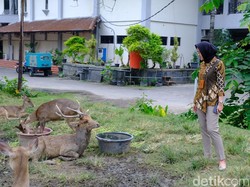 Viral Rusa di Taman Sriwedari Solo Makan di Tempat Sampah