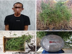 Pria di OKU Selatan Ditangkap karena Tanam Ganja dalam Kontrakan