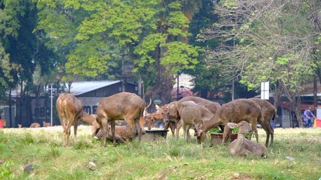 Sejumlah rusa yang berada di Taman Sriwedari, Solo viral di media sosial usai kedapatan mencari makan dari tempat sampah.