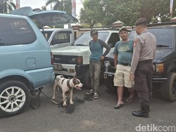 Horor Anjing Pemburu Babi Hutan Tewaskan Bocah di Bogor