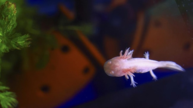 Axolotl, hewan yang kini jadi maskot Piala Dunia 2026, ternyata terancam punah.