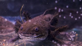 Axolotl, hewan yang kini jadi maskot Piala Dunia 2026, ternyata terancam punah.