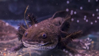 Axolotl, hewan yang kini jadi maskot Piala Dunia 2026, ternyata terancam punah.