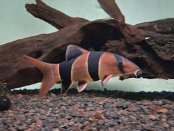 Fakta Unik Ikan Botia Asal Kalimantan, Si Ikan Badut yang Cerdas
