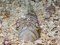 Ini Ikan Gabus Raksasa, Predator Tangguh dan Invasif di Air Tawar