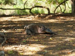 5 Fakta Unik Komodo yang Perlu Diketahui Sebelum Ikut Komodo Island Tour