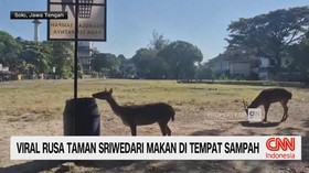 Viral Rusa Taman Sriwedari Makan di Tempat Sampah