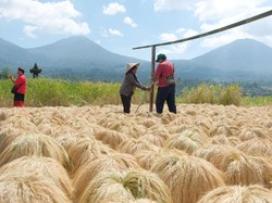 Distan Tabanan Salurkan 25 Ton Benih Padi dan Bibit Jagung untuk Petani