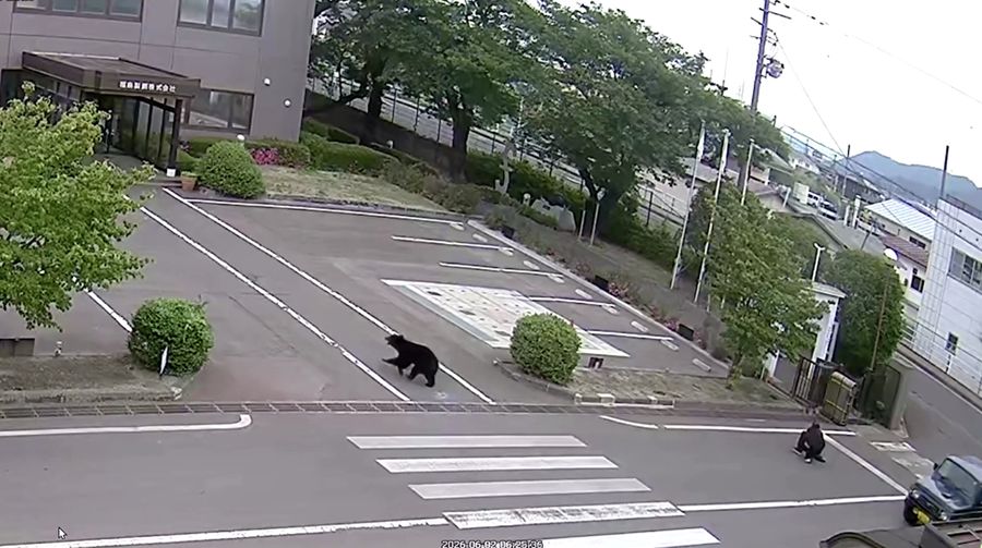 Pemerintah Kota Utsunomiya, Jepang, menangguhkan aktivitas di seluruh 94 sekolah dasar dan menengah pada Senin (8/6/2026) setelah kemunculan seekor beruang di area permukiman.