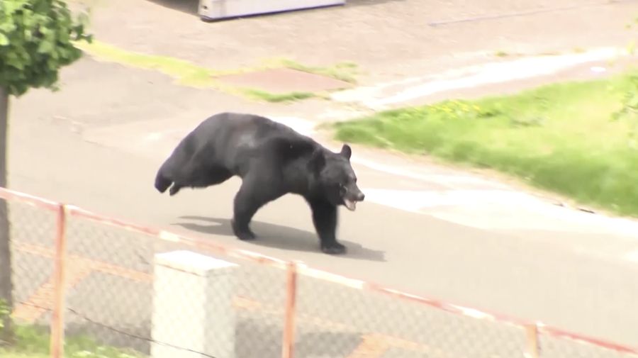 Pemerintah Kota Utsunomiya, Jepang, menangguhkan aktivitas di seluruh 94 sekolah dasar dan menengah pada Senin (8/6/2026) setelah kemunculan seekor beruang di area permukiman.