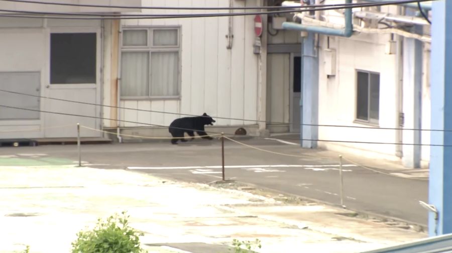 Pemerintah Kota Utsunomiya, Jepang, menangguhkan aktivitas di seluruh 94 sekolah dasar dan menengah pada Senin (8/6/2026) setelah kemunculan seekor beruang di area permukiman.