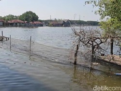 Ratusan Hektare Tambak di Pati Terdampak Banjir Rob, Rugi Rp 50 Miliar