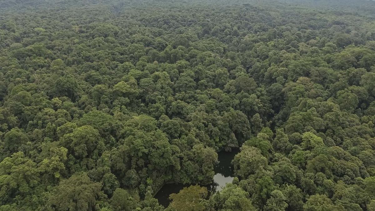 Pasar Karbon RI: Potensi 13,4 Miliar Ton CO2e & Regulasi Baru, Tapi Gap Harga Jadi Batu Sandungan