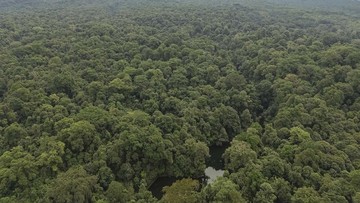 Kasus Perambahan Taman Nasional Bukit Barisan Selatan, 2 Tersangka