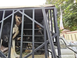 Terungkap, Bocah Bogor Tewas Usai Diserang 4 Ekor Anjing Pemburu