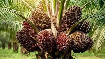 PT RMM Konsisten Serap TBS Sesuai Ketentuan di Tengah Penuru