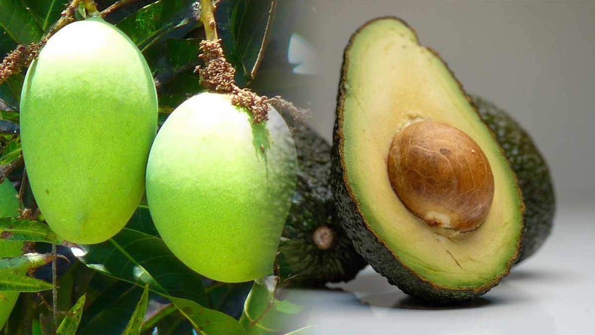 Alpukat vs Mangga, Mana Terbaik untuk Diet dan Kesehatan?