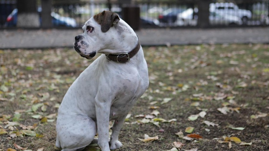 ilustrasi anjing Staffordshire Bull Terrier