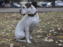 Pemilik Anjing Pemburu Babi yang Tewaskan Bocah Resmi Jadi Tersangka, Ini Alasannya