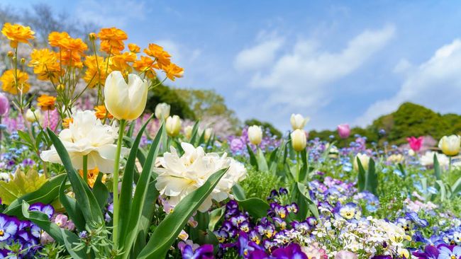Kenali Chaos Gardening, Cara Berkebun Berantakan Yang Justru Bikin Taman Estetik