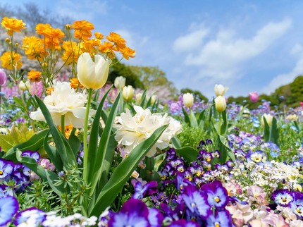 Kenali Chaos Gardening, Cara Berkebun 'Berantakan' yang Justru Bikin Taman Estetik
